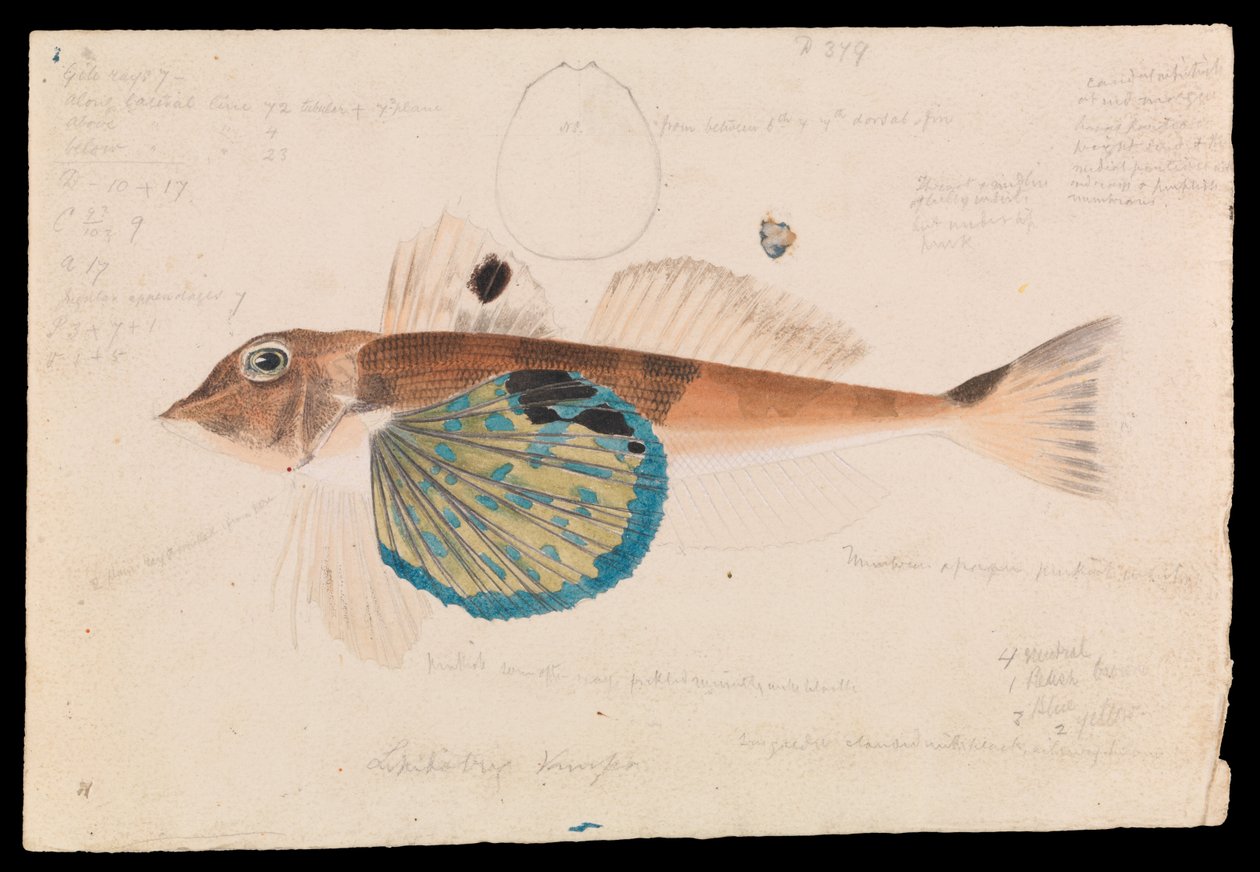 Gurnard Mariposa, Lepidotrigla vanessa de Arthur Bartholomew