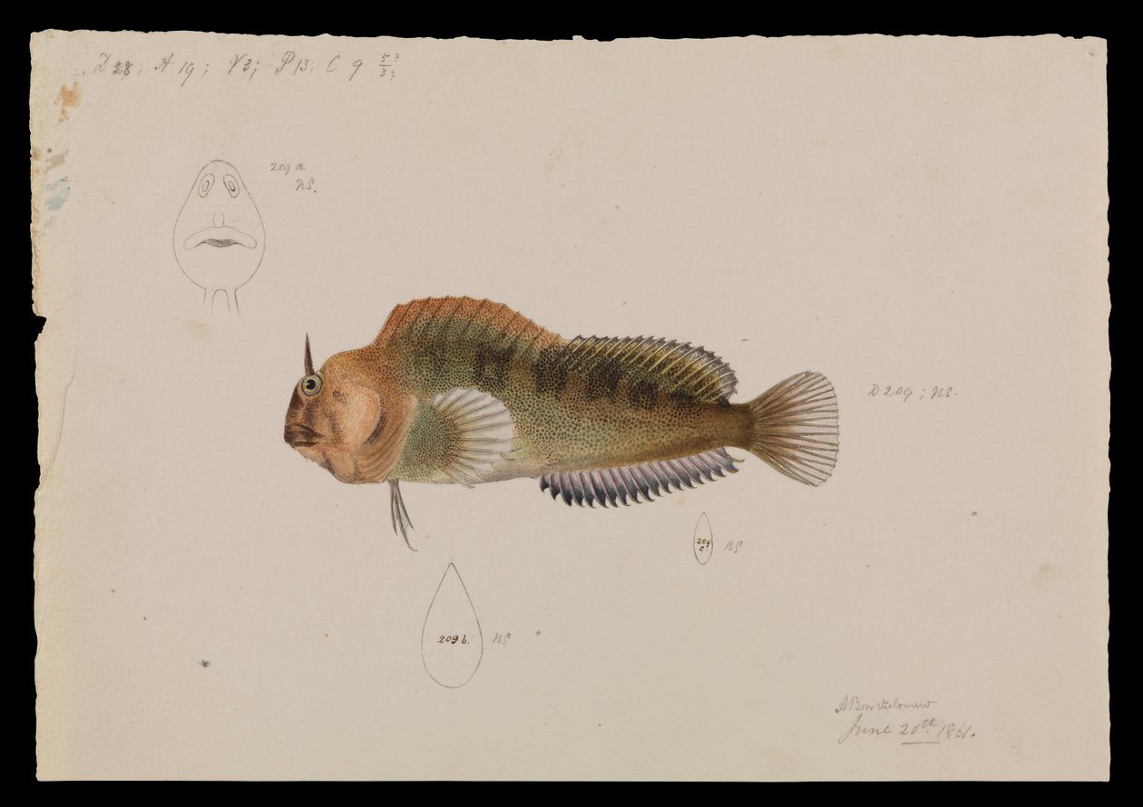 Blénido de Tasmania, Parablennius tasmanianus de Arthur Bartholomew