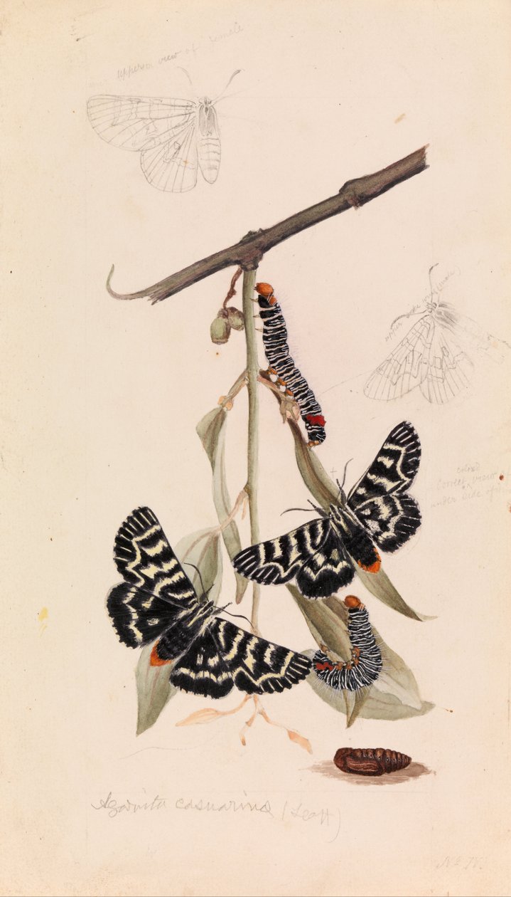 Polilla de la Vid, Comocrus behri de Arthur Bartholomew