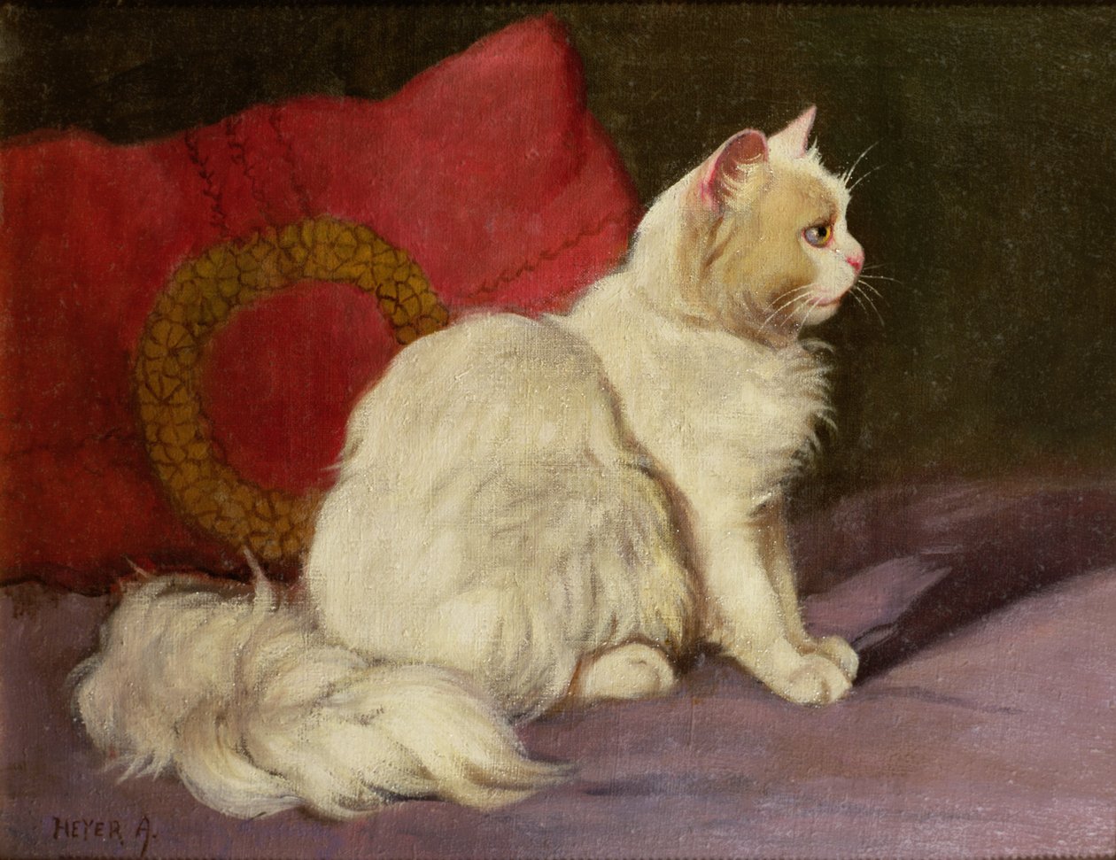 Gato persa blanco de Arthur Heyer