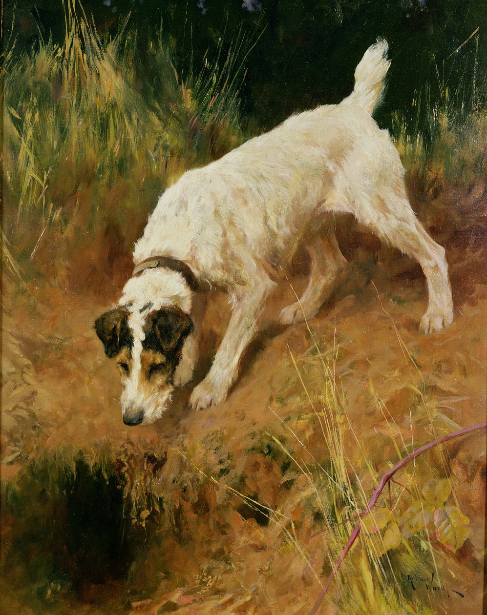 Fox Terrier de Arthur Wardle