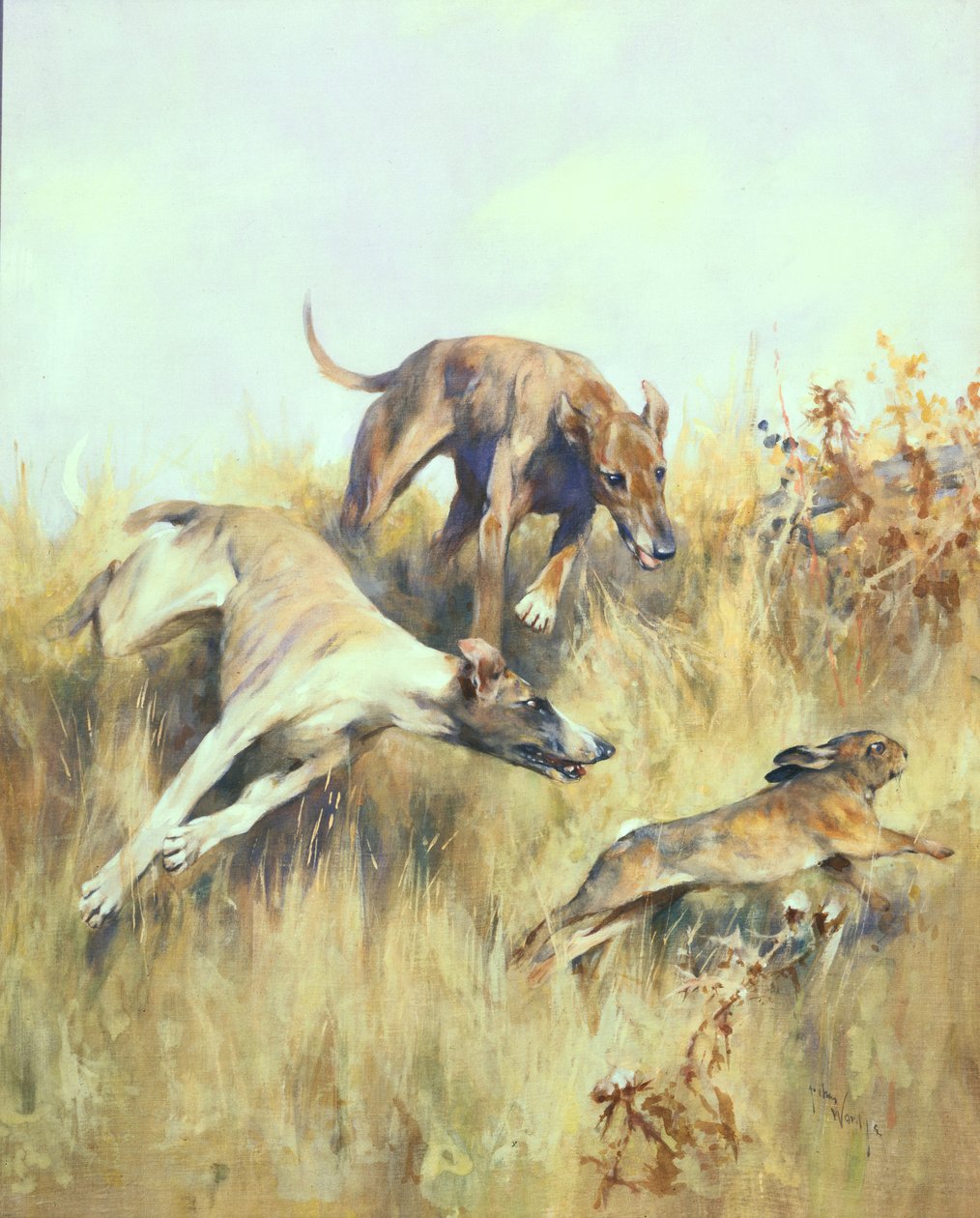 Galgos dando caza (gouache sobre papel) de Arthur Wardle