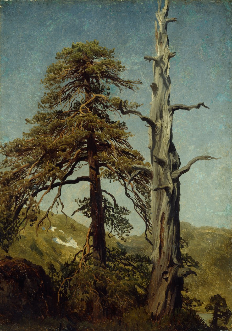 Estudio de árboles de August Cappelen