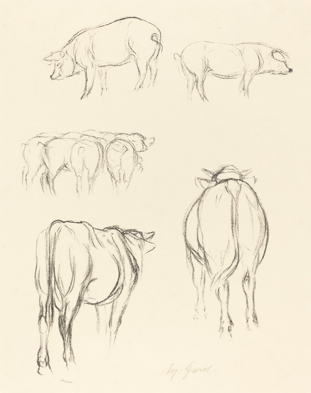 Bocetos de animales de August Gaul