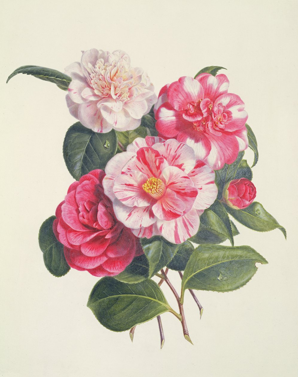 Camelias, c.1840 de Augusta Innes Withers