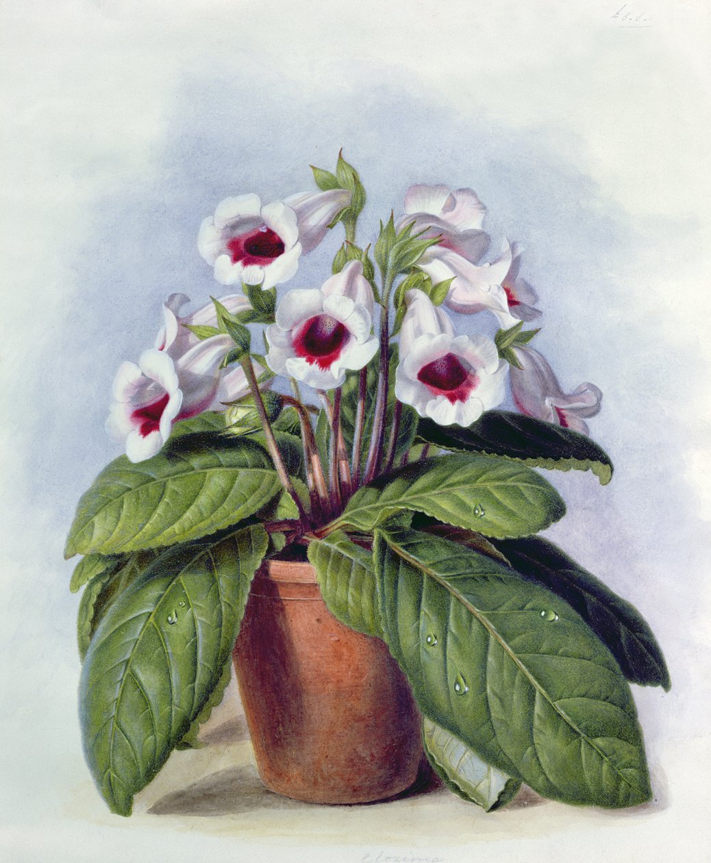 Gloxinia en una maceta, c.1860 de Augusta Innes Withers
