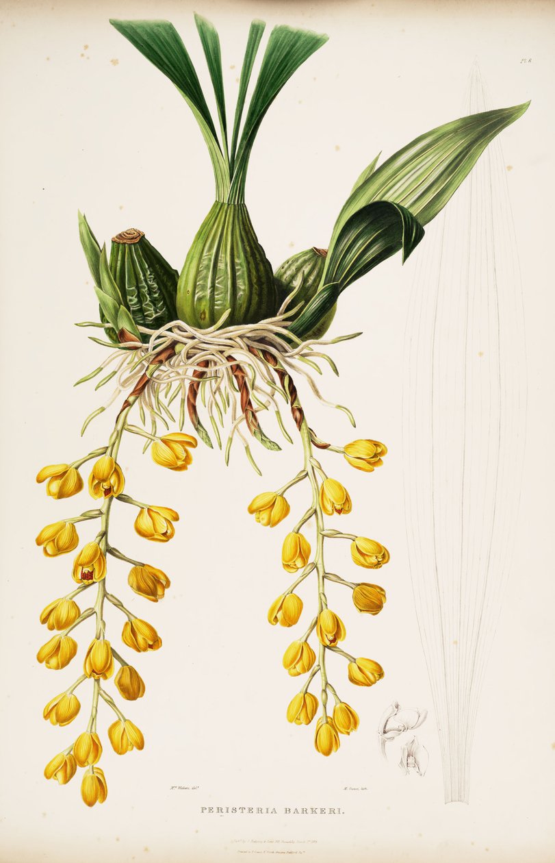 Ilustración de Acineta barkeri (como sin. Peristeria barkeri) de Augusta Innes Withers