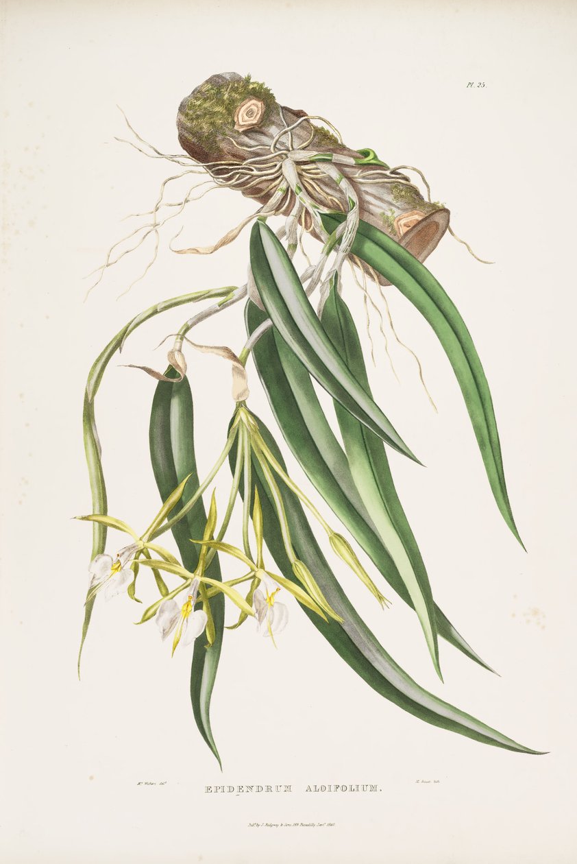 Ilustración de Epidendrum parkinsonianum (como sin. Epidendrum aloifolium) de Augusta Innes Withers