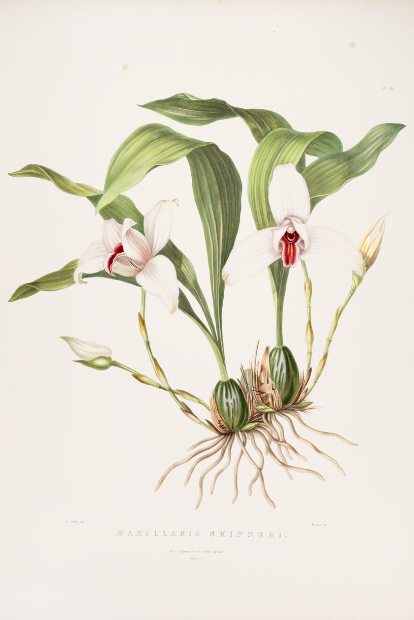 Ilustración de Lycaste skinneri (como sin. Maxillaria skinneri) de Augusta Innes Withers