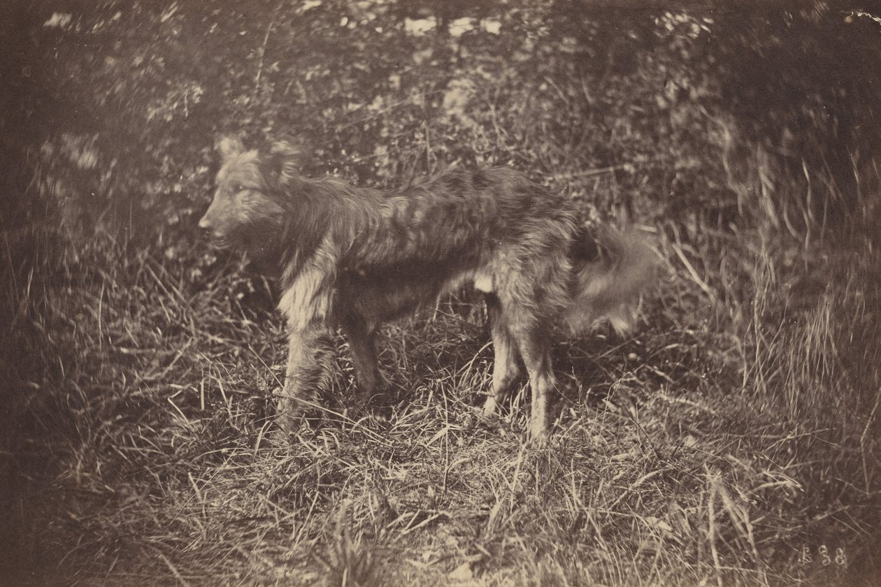 Estudio de un perro, finales de la década de 1870 (foto) de Auguste Giraudon