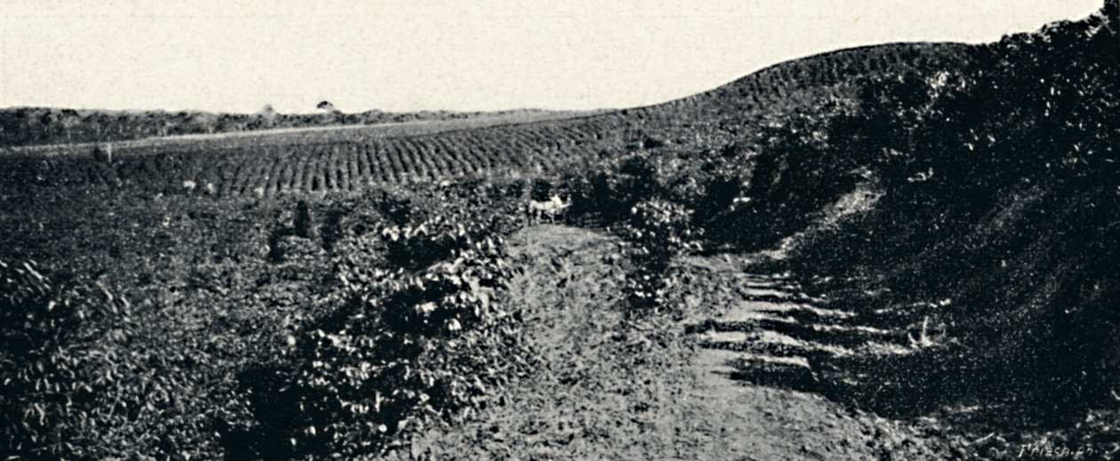 Cafezal, 1895 de Axel Frick