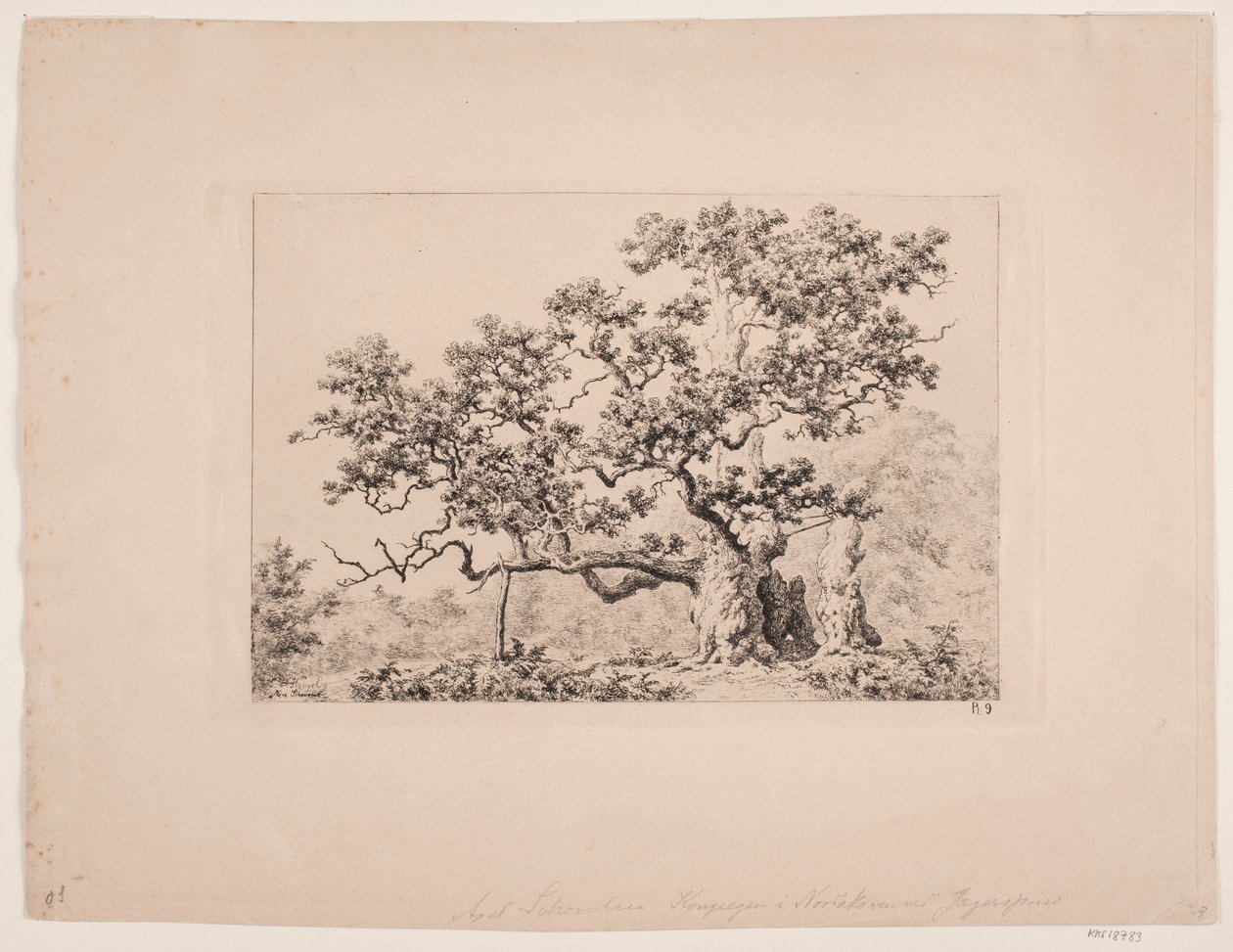 Kongeegen de Axel Schovelin