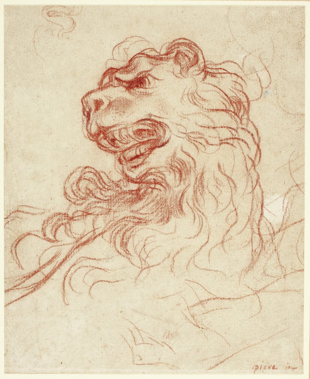 Estudio de la cabeza de un león de Baldassare Franceschini