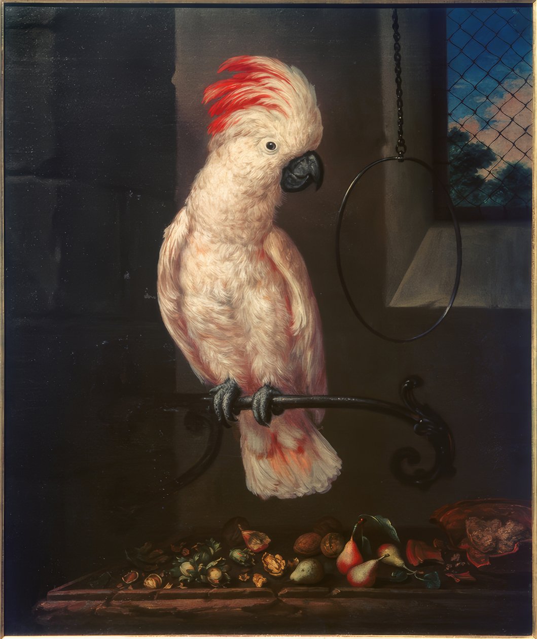 Loro blanco de Bartolomeo Bimbi