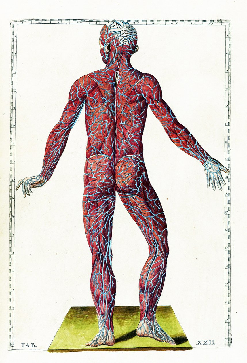 Tabulae anatomicae de Bartolomeo Eustachi