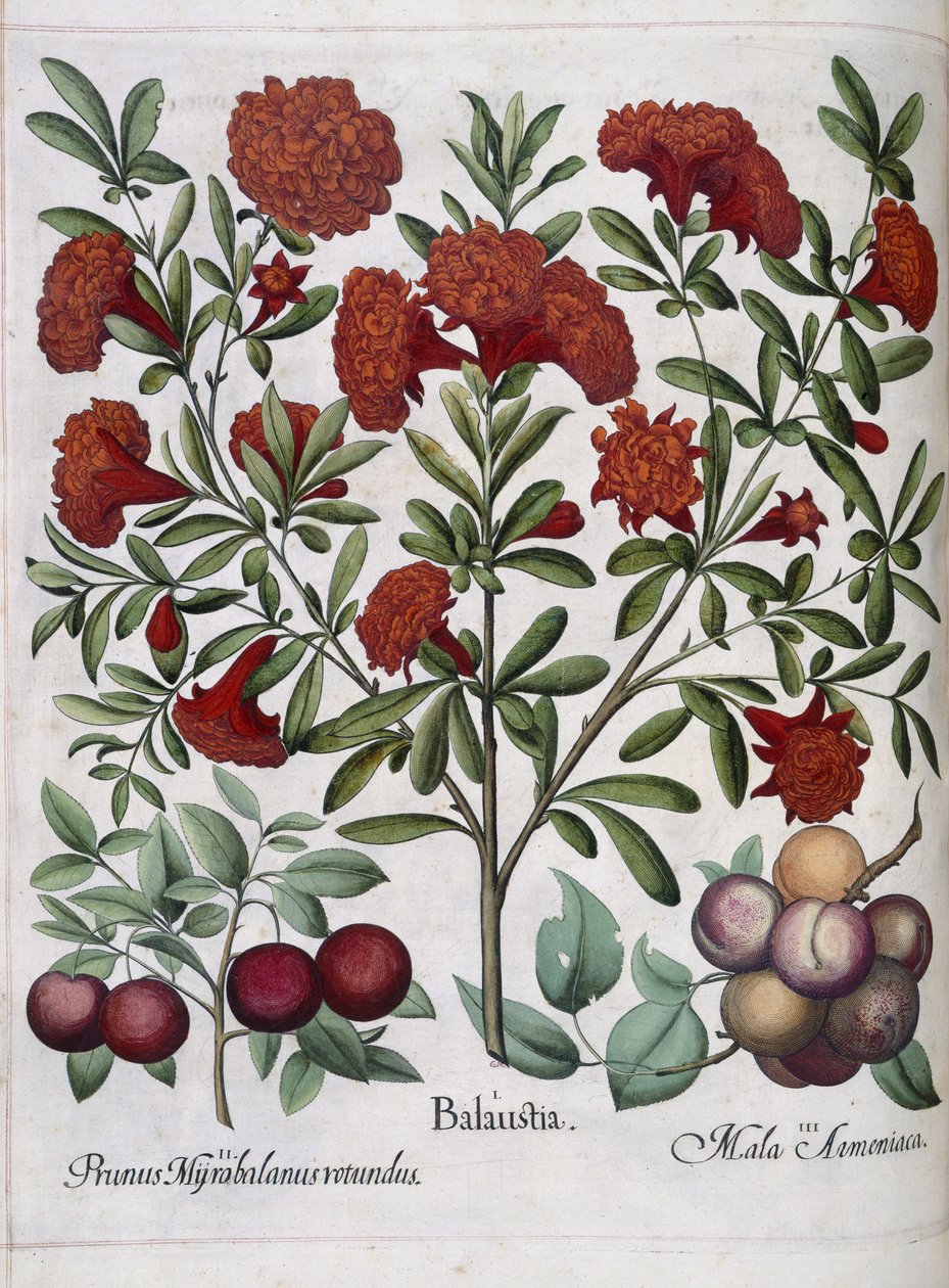 Fruto, de 