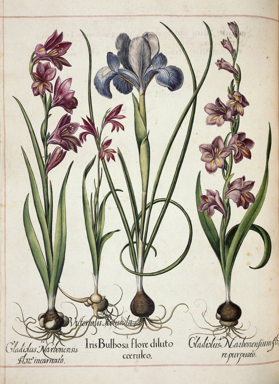 Gladiolo e iris, de 