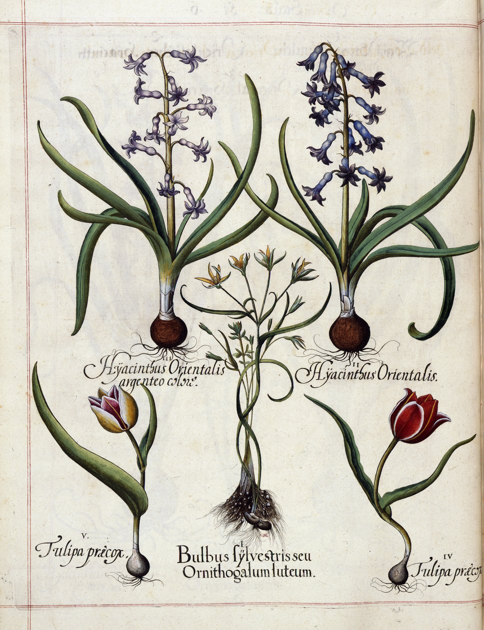Jacinto y tulipán, de 