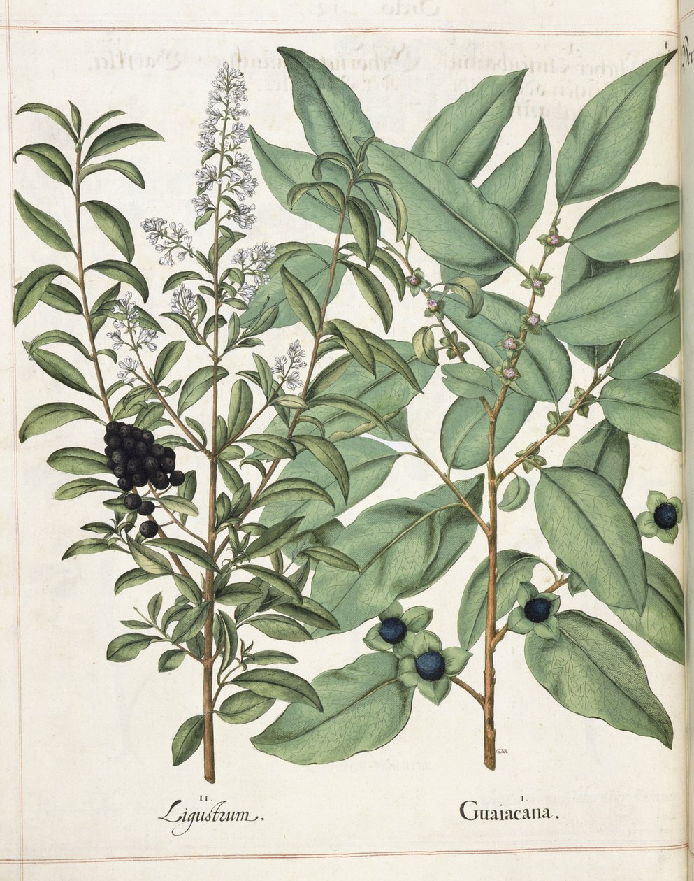 Ligustrum y Guiacana, de 