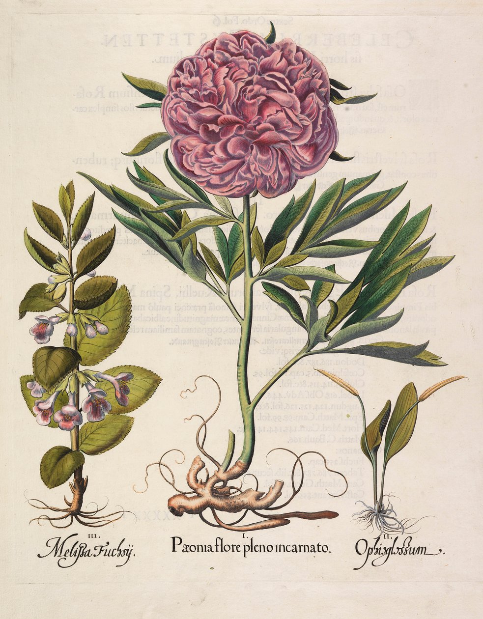 Paeonia flore pleno, 1613 de Basilius Besler