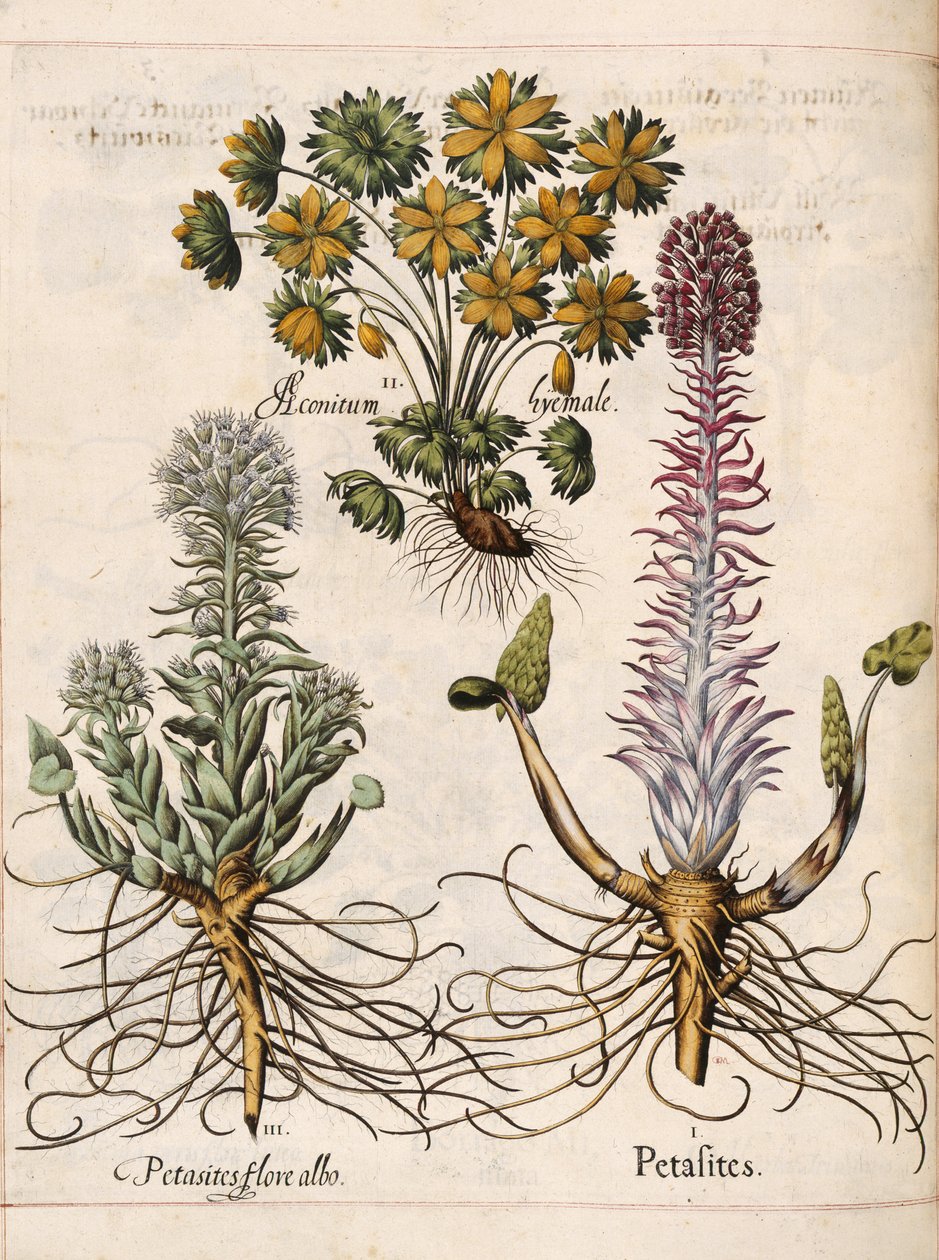 Petasites, de 