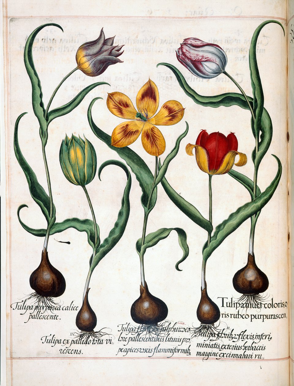 Tulipán, de 