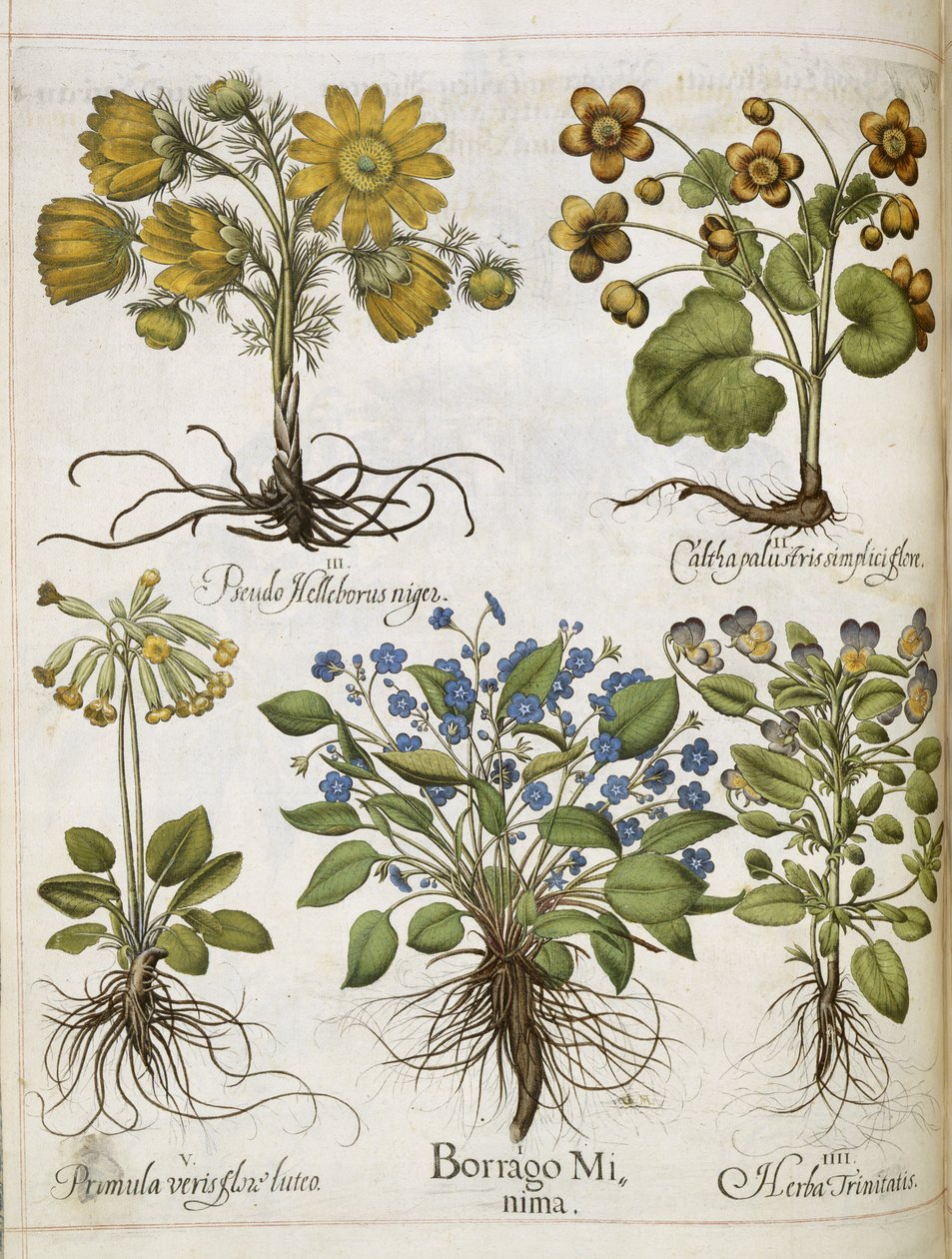 Varias plantas, de 