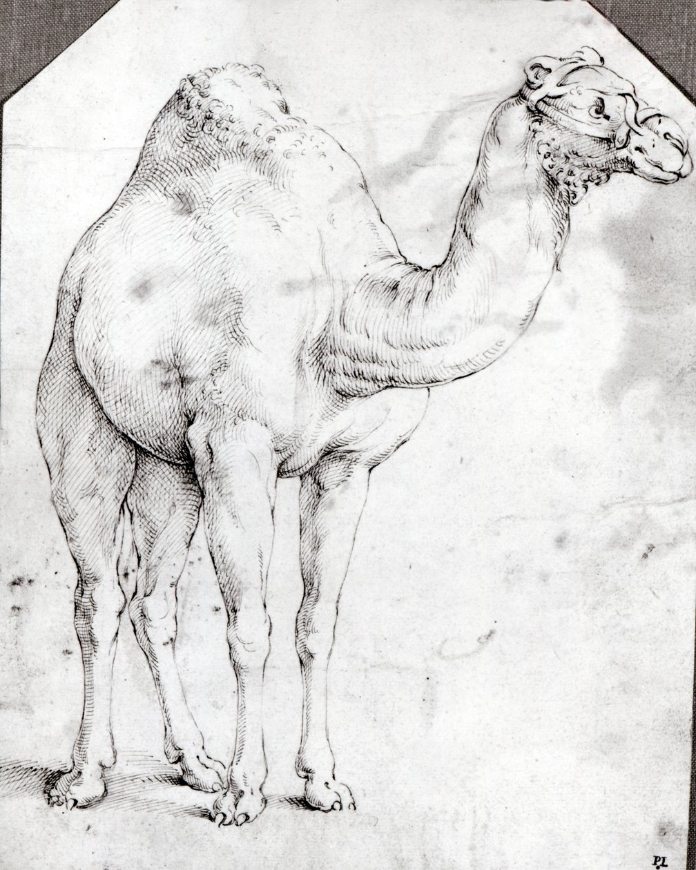 Camello de Battista Franco