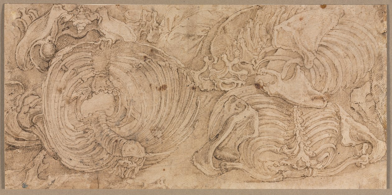 Cajas torácicas, principios de 1540 de Battista Franco