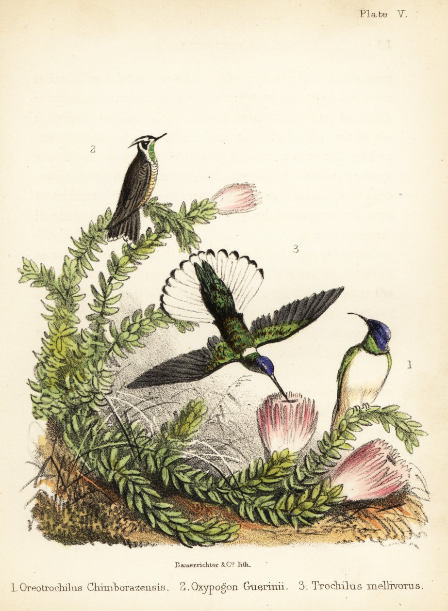 Especie de colibrí. 1855 (litografía) de Bauerrichter