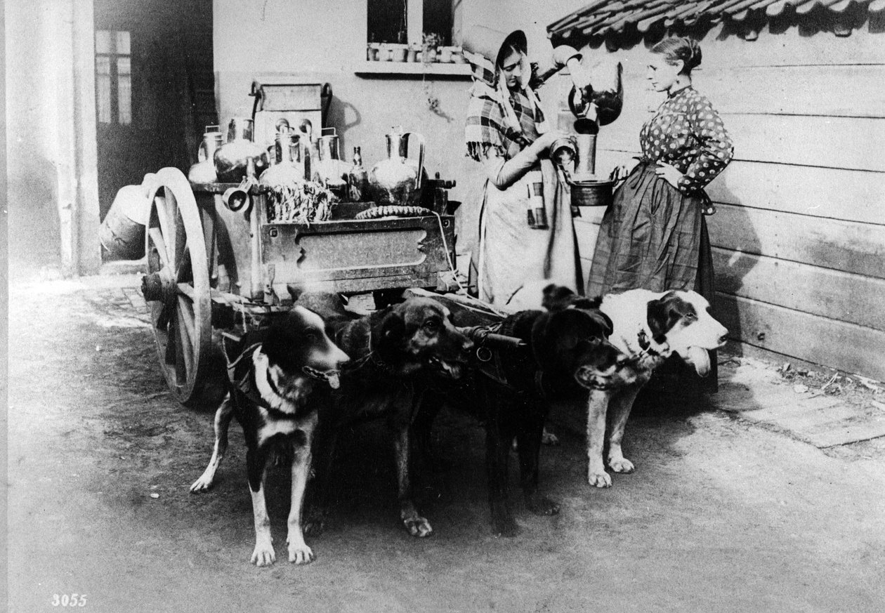 Un carro de perros vendiendo leche en Bruselas, c.1890s de Belgian Photographer