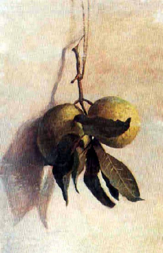 Guayaba de Benedito Calixto