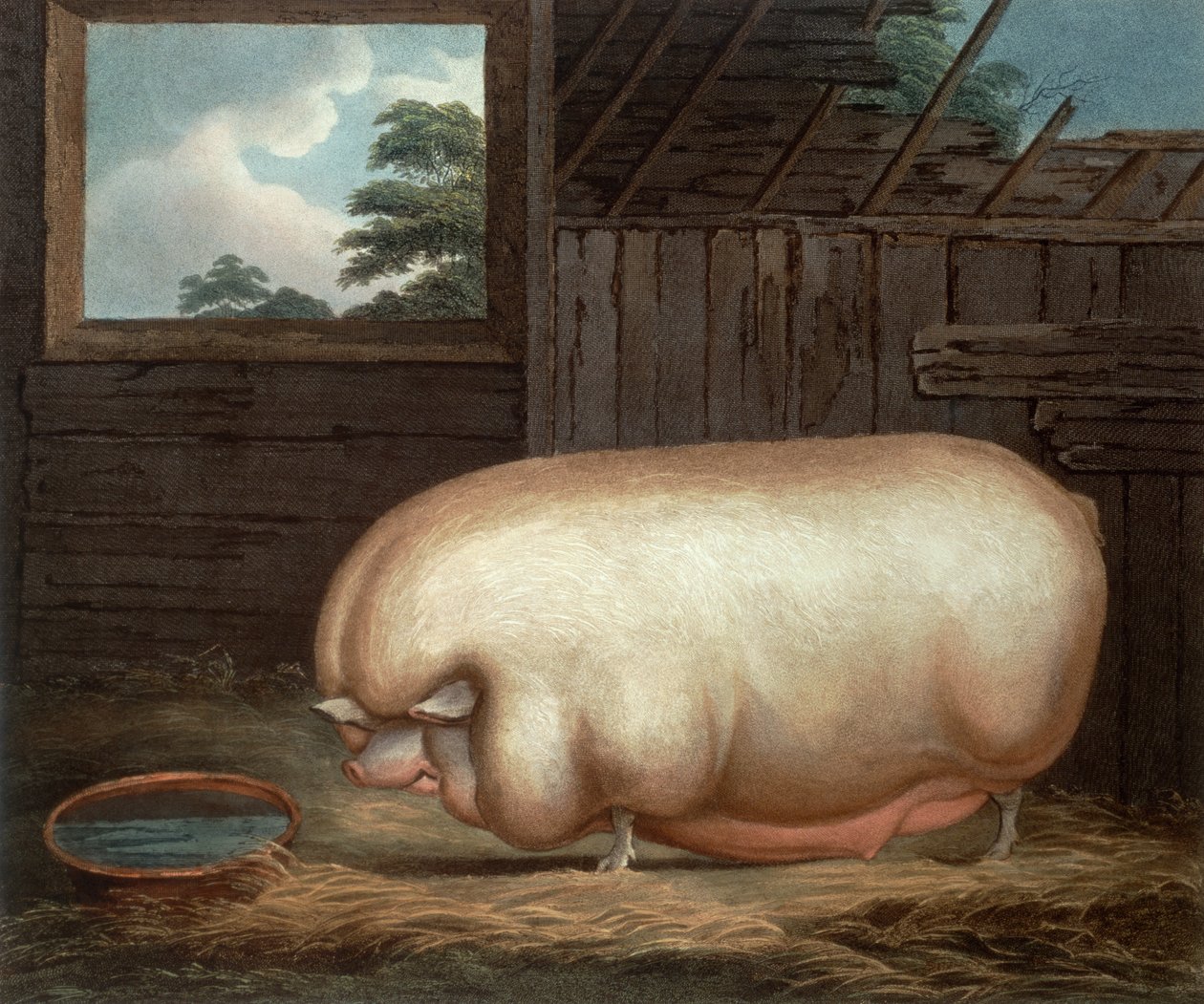 Este Animal Notable..., grabado por John Whessel, 1808 de Benjamin Gale