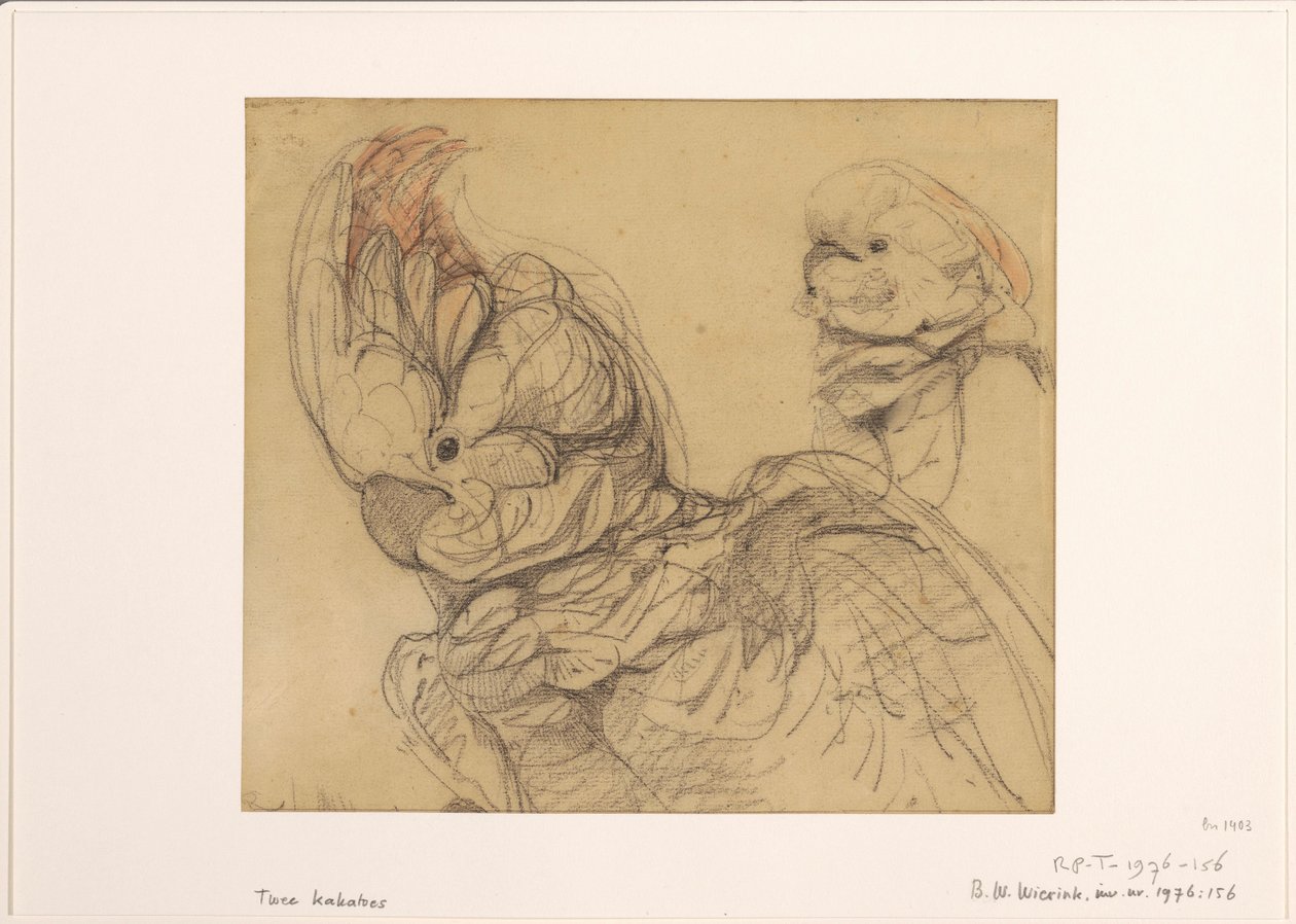 Dos cacatúas, de medio cuerpo de Bernard Willem Wierink