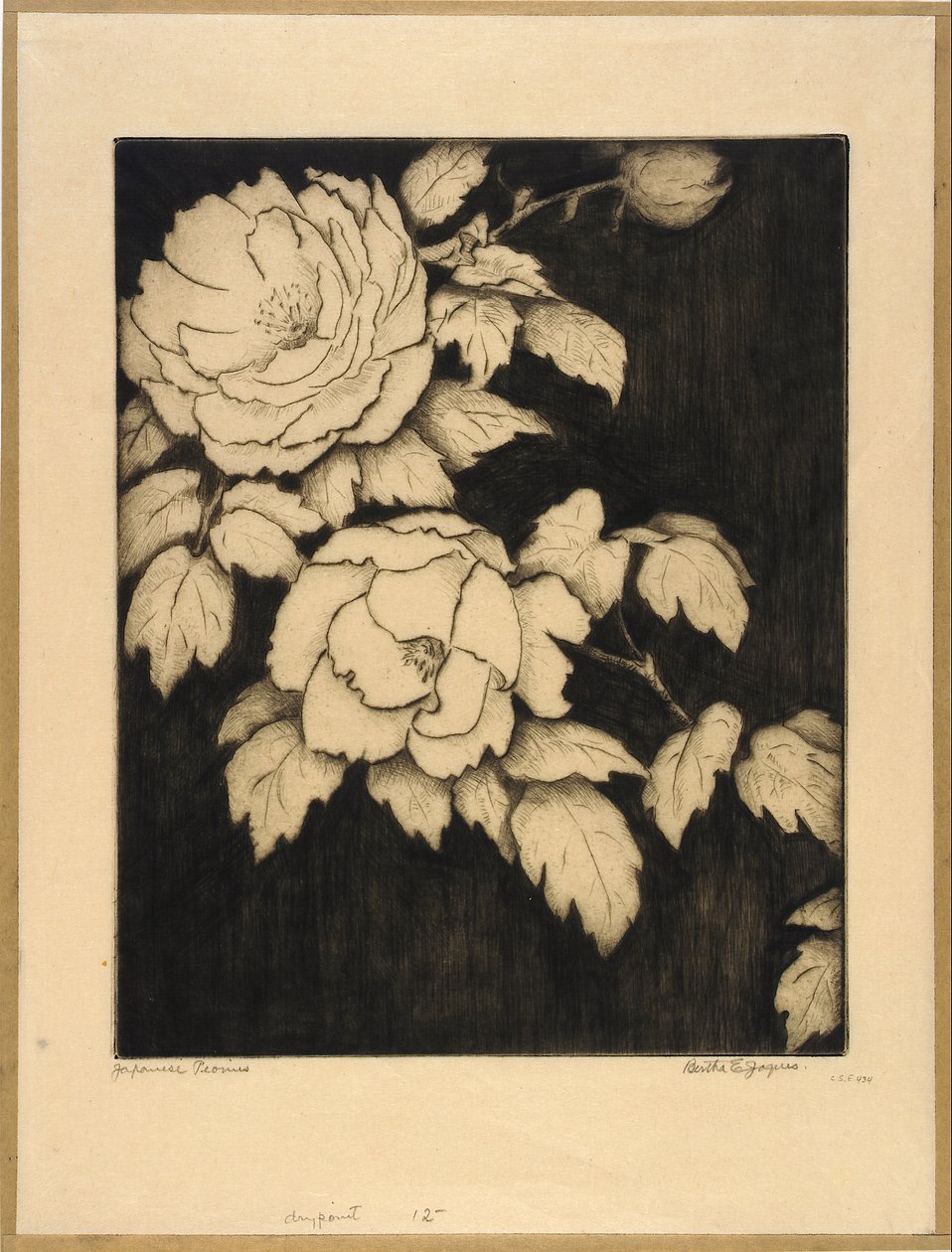Peonías japonesas de Bertha E. Jaques