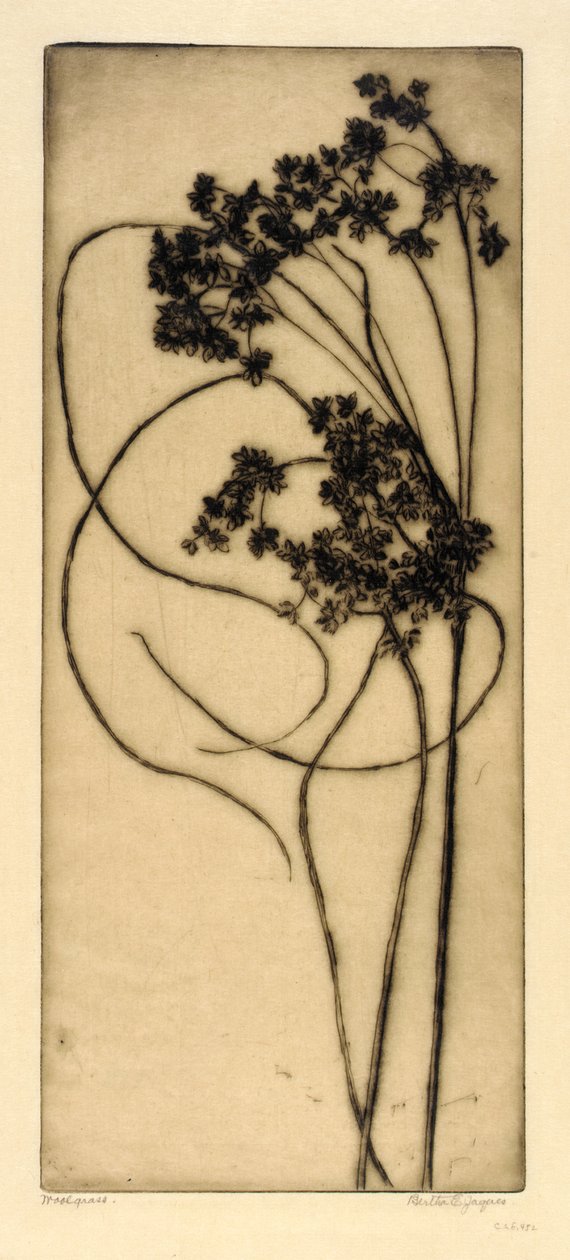 Woolgrass de Bertha E. Jaques