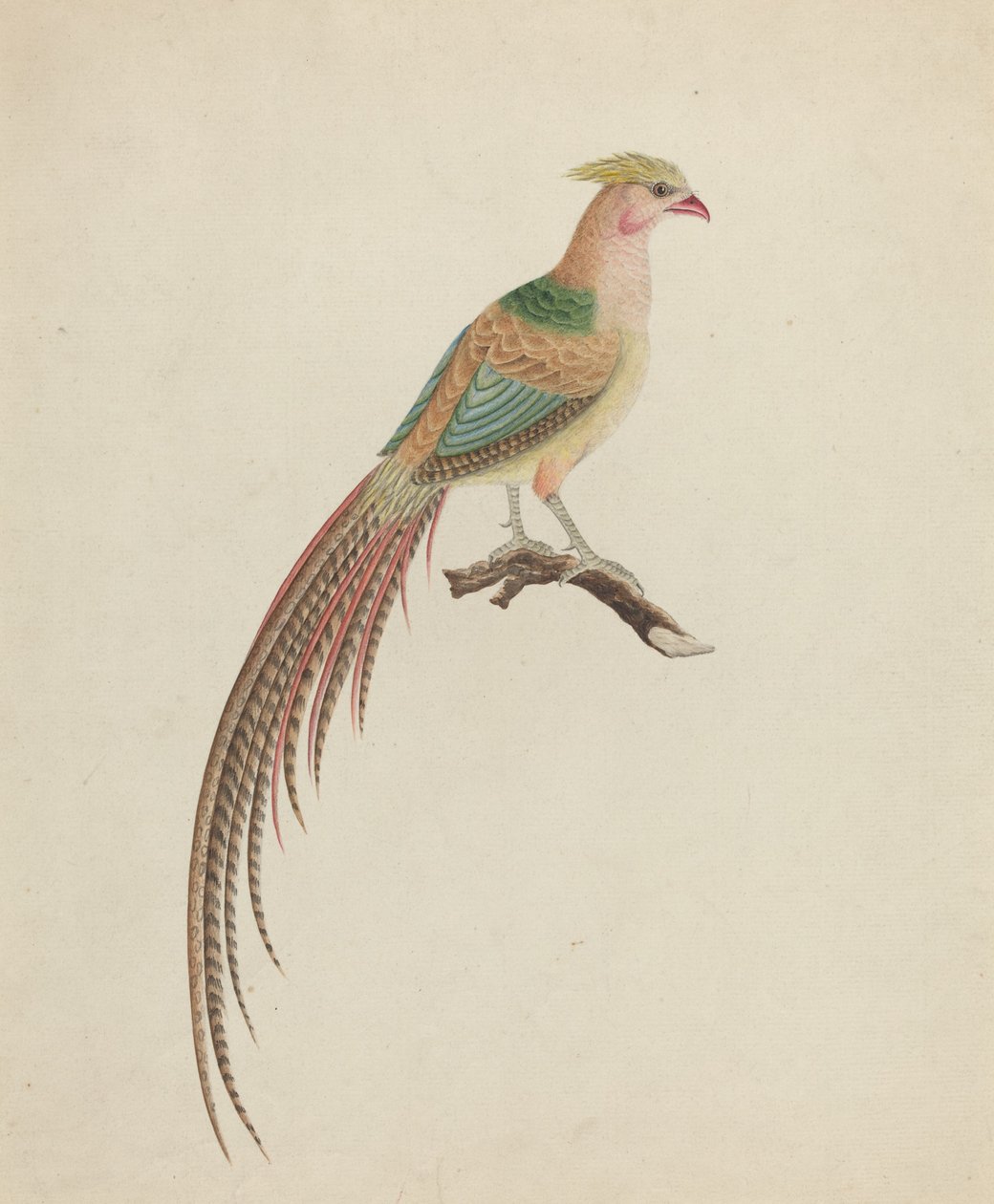 Faisán dorado (Chrysolophus pictus) de British 18th Century