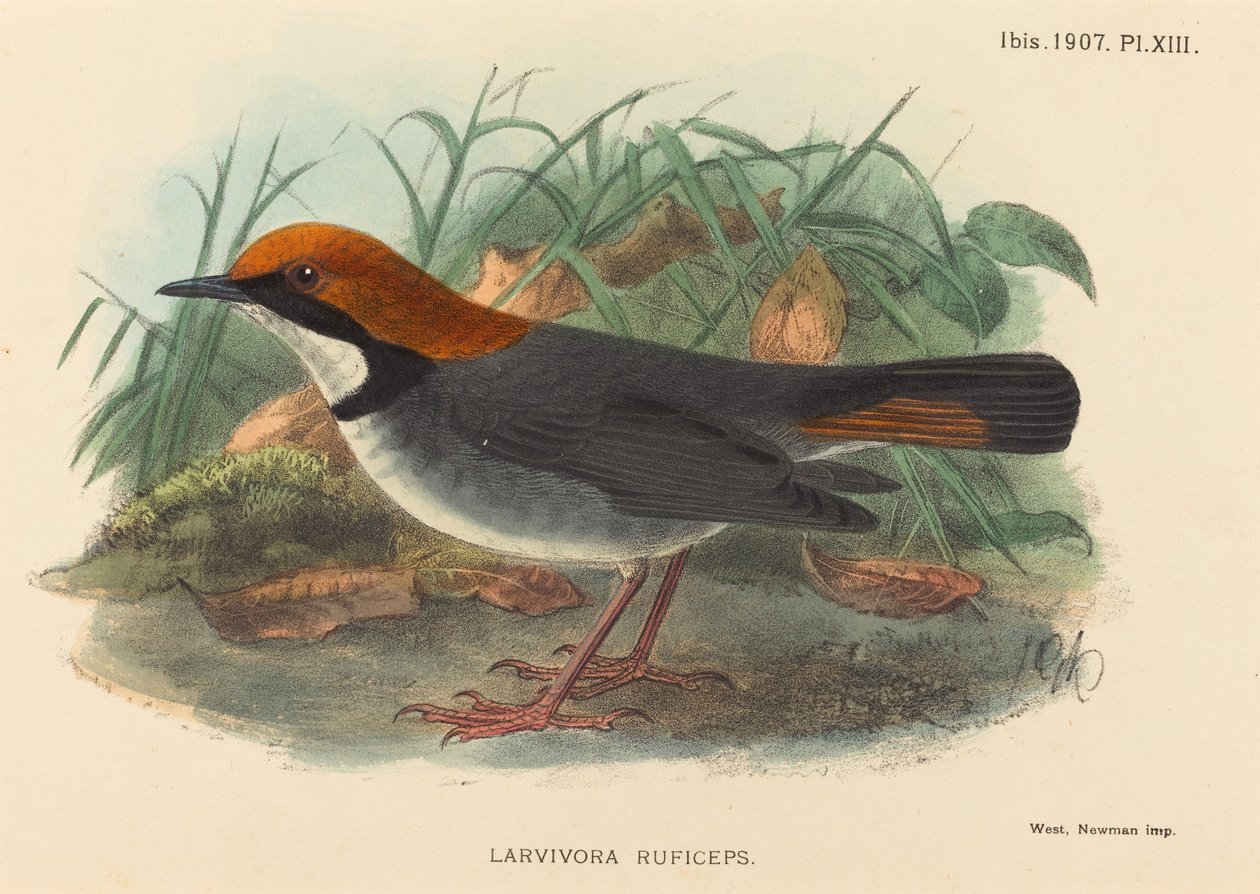 Pájaro (Larvivora Ruficeps) de British 19th Century