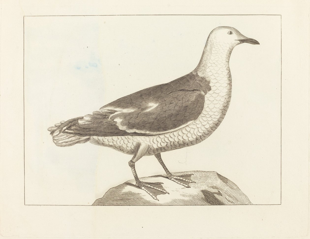 Aves acuáticas de British 19th Century