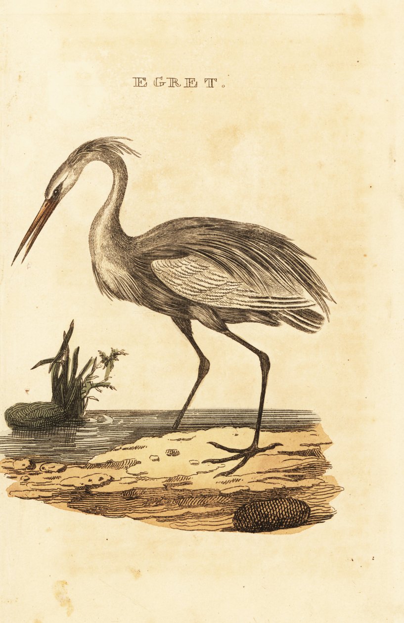 Garceta común, Ardea alba de British School