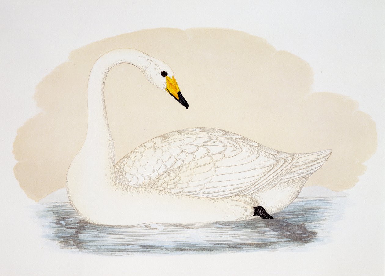 Cisne salvaje (Cygnus cygnus), grabado, Reino Unido de British School