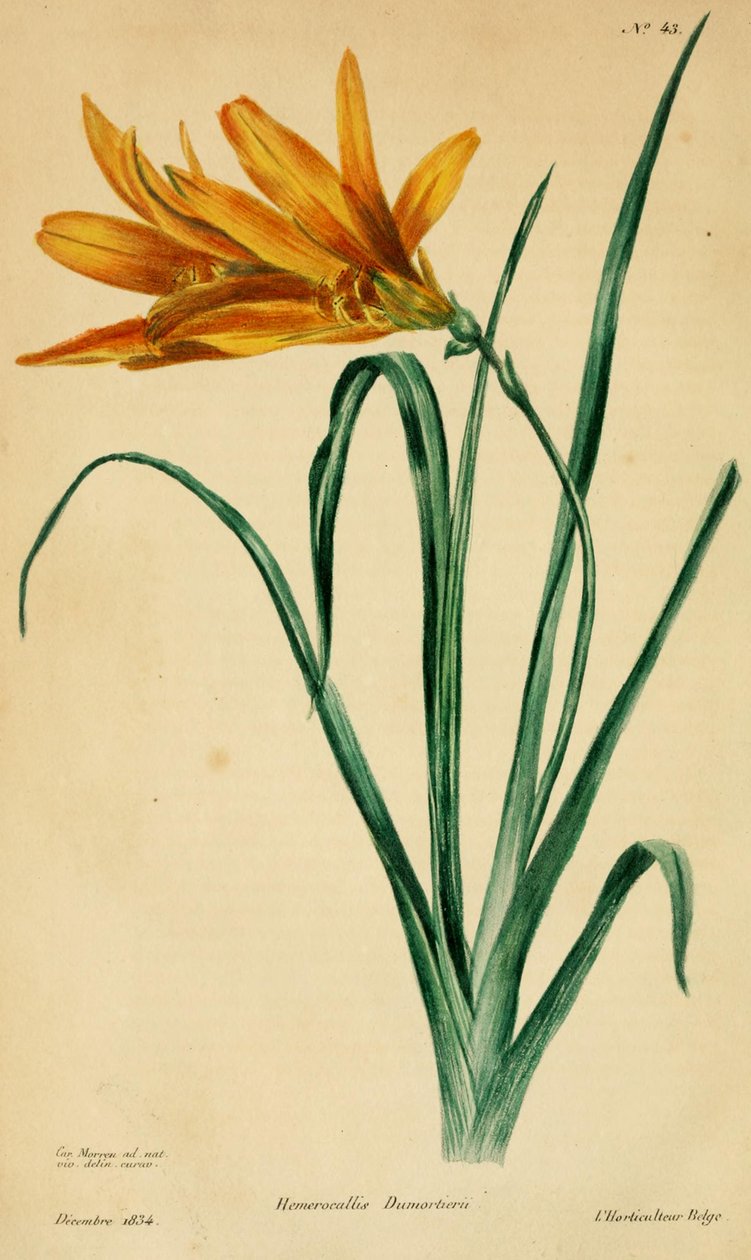 Hemerocallis dumortieri de C. Morren