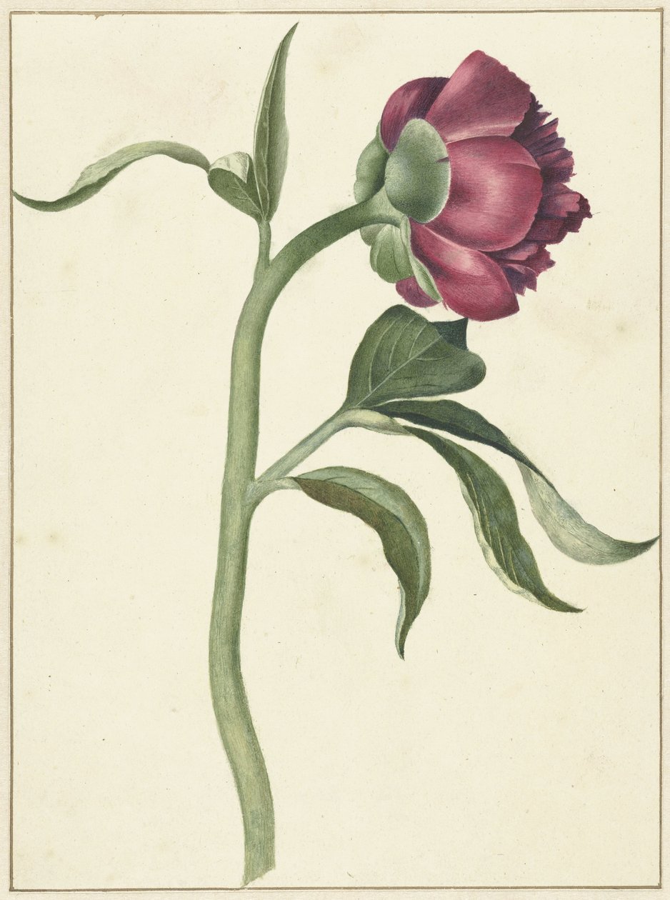 Flor de la peonía de C.J. Kruimel