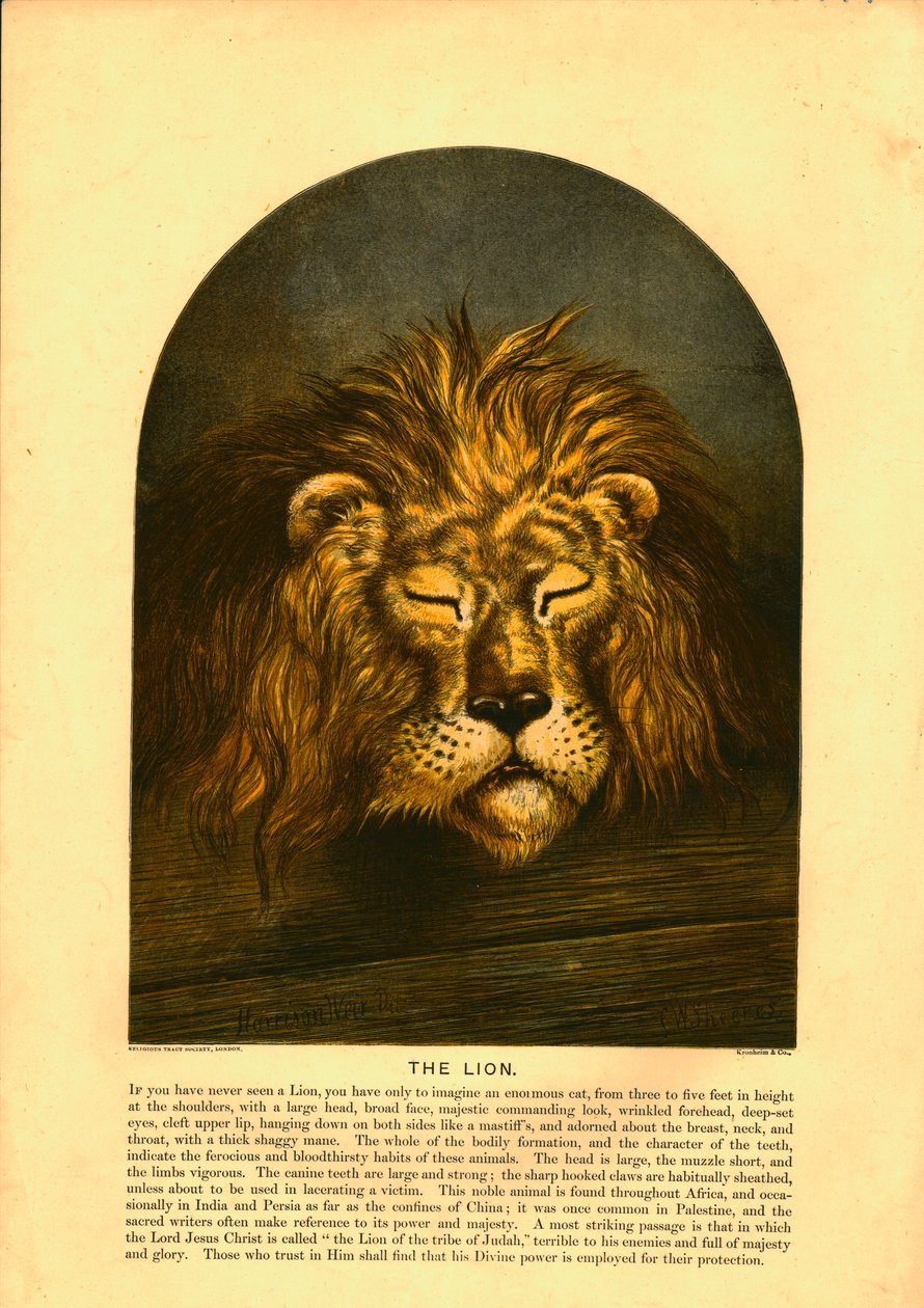 El león de C Sheeres