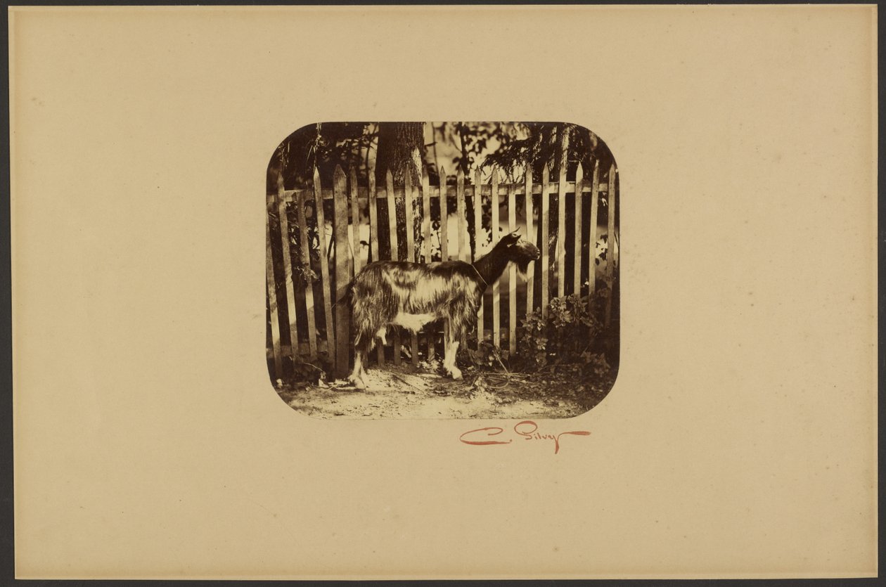 [Cabra] de Camille Silvy