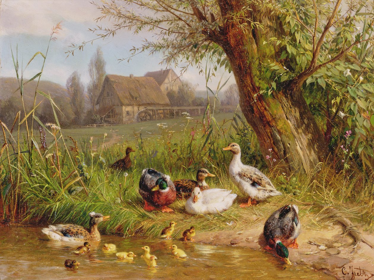 Patos Mallard con sus patitos de Carl Jutz