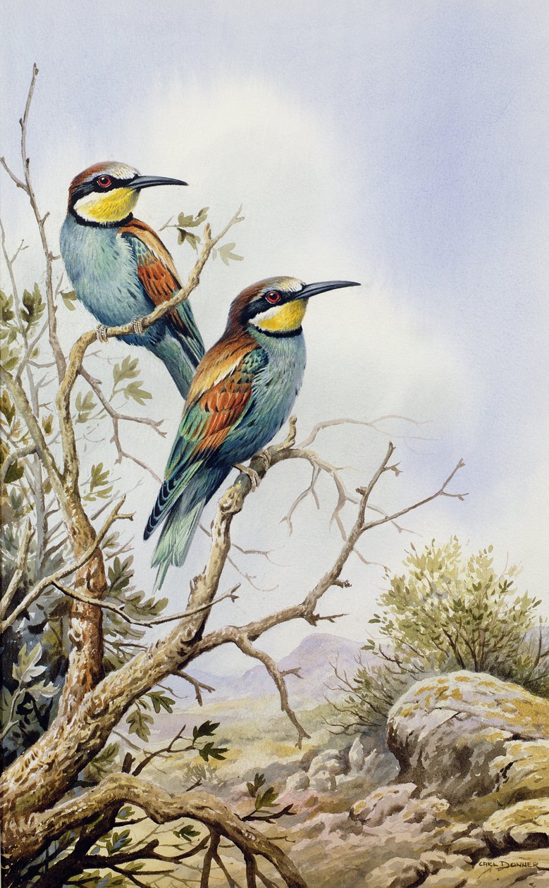 Abejarucos de Carl Donner