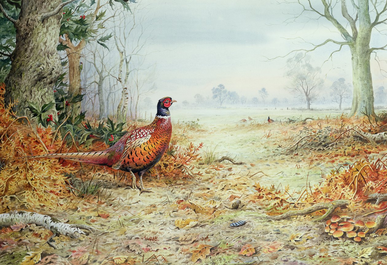 Faisán macho de Carl Donner