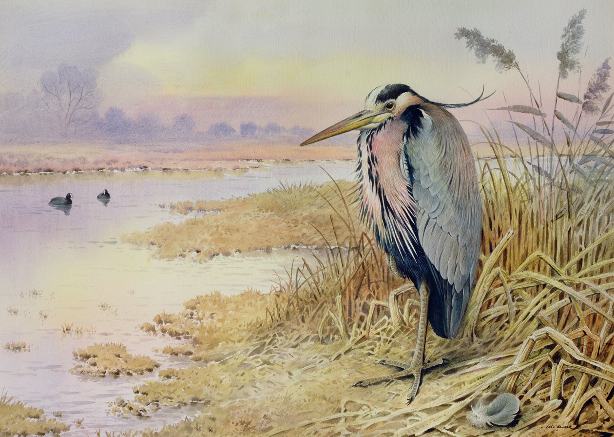 Garza gris de Carl Donner