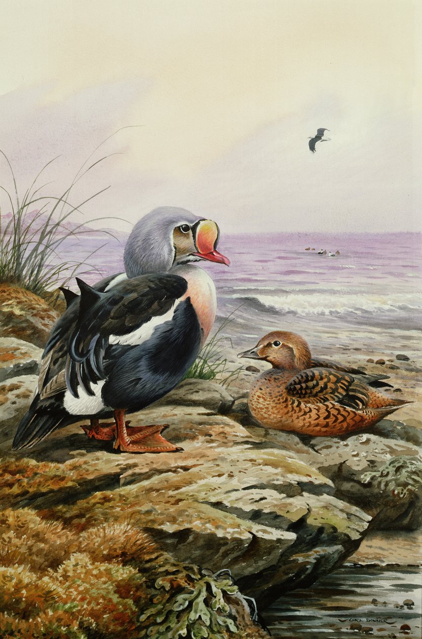 Eider real de Carl Donner